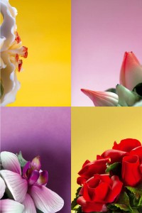 Flores-H